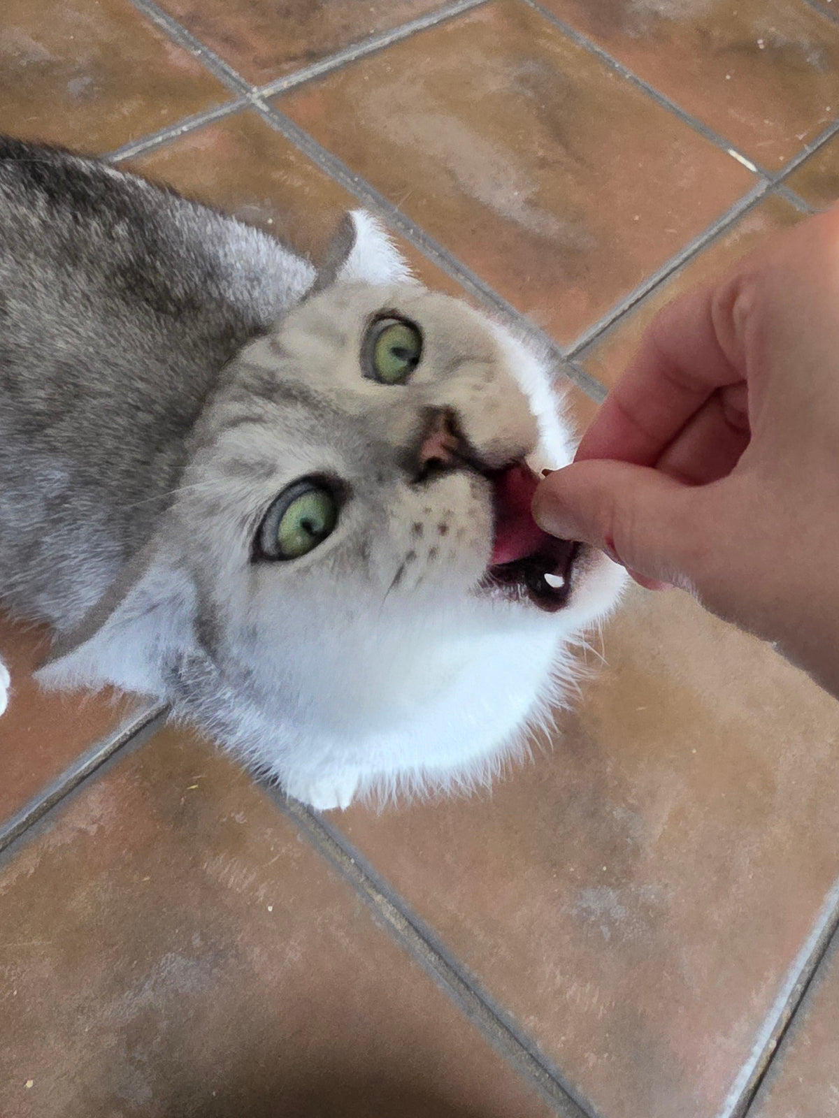 Pure Pawsome Advent Calendar for Cats