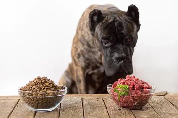 Switching to Raw Feeding Guide for Dogs & Cats