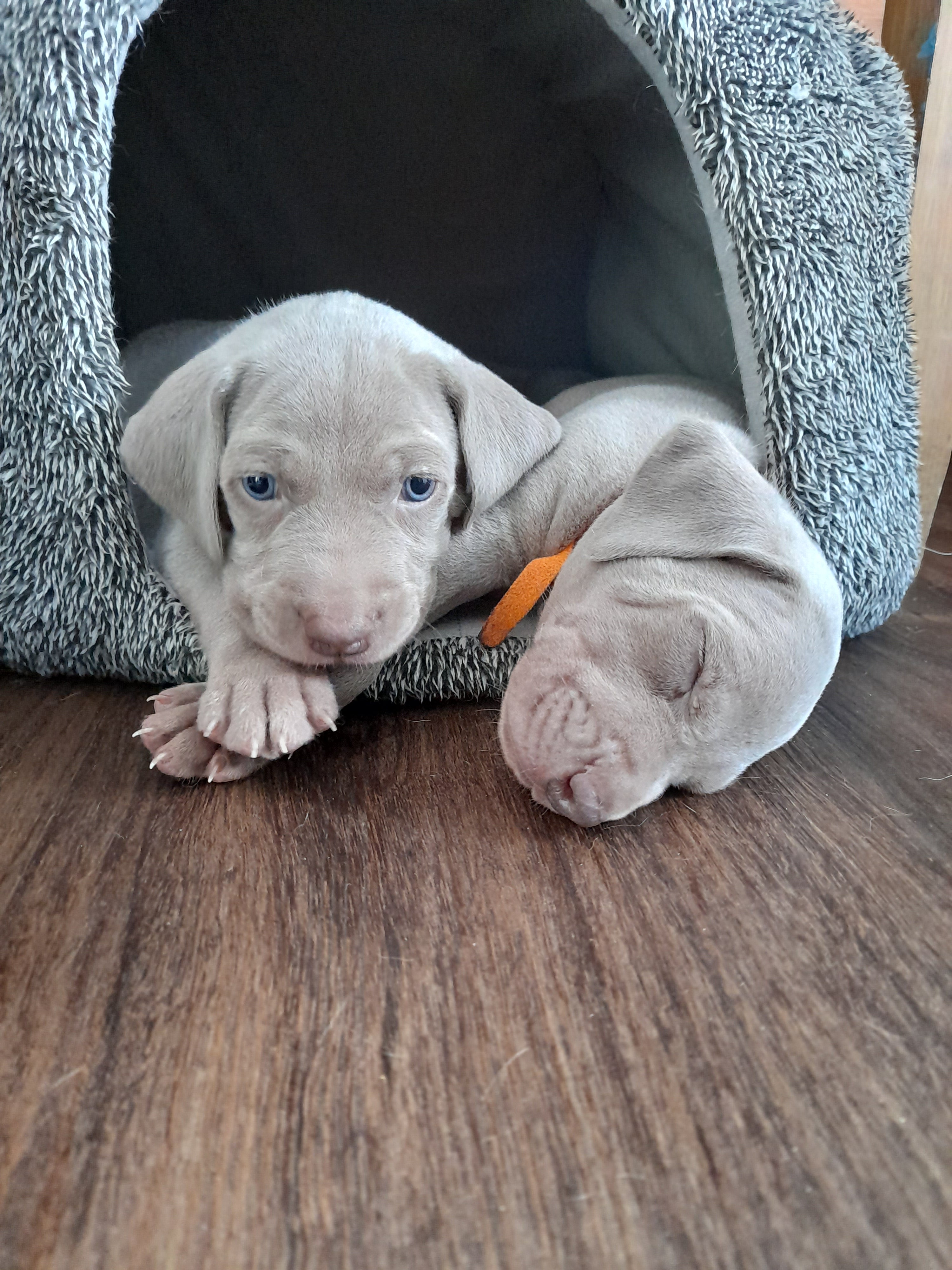 Puppy Treats and Chews for Healthy Growth Image 1