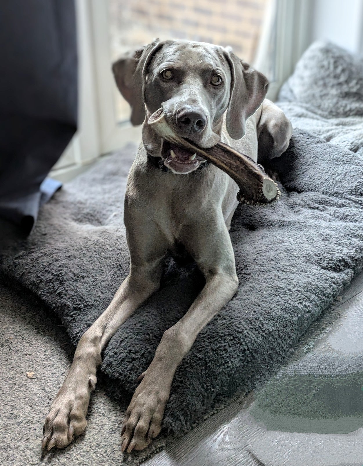 Natural dog treats and long lasting chews Image 1