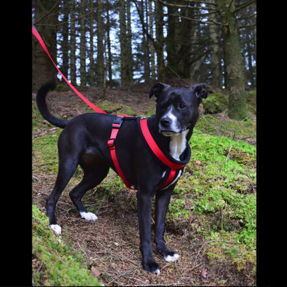 Miro &amp; Makauri Premium Fleece Padded Harness image 10