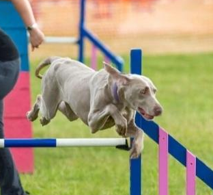 Pure Pawsome Joint Care Chews