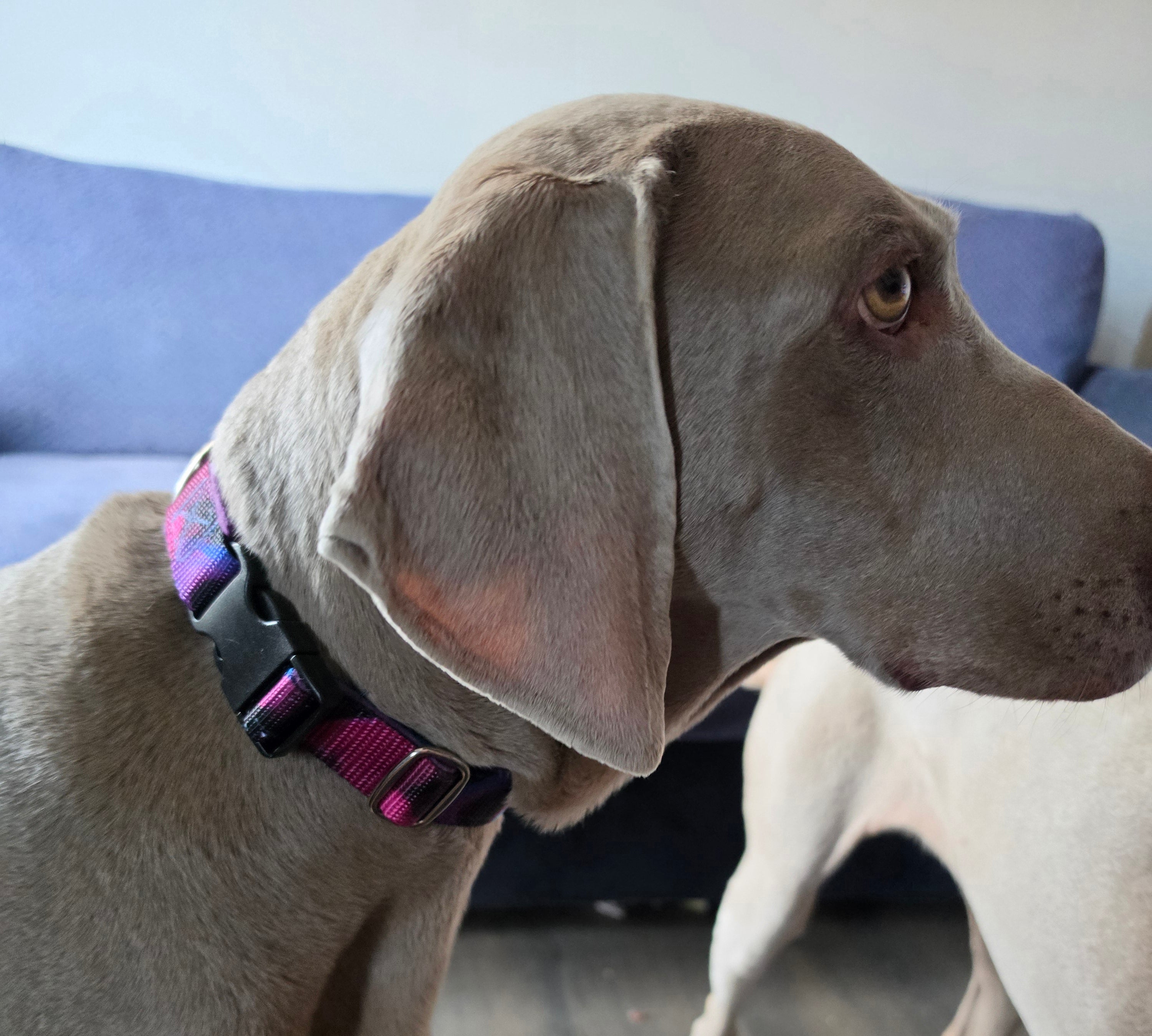 Pure Pawsome fleece lined collar